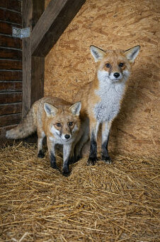 Líška, Líšky, Líšku