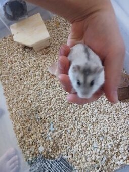 Křeček džungarský samička