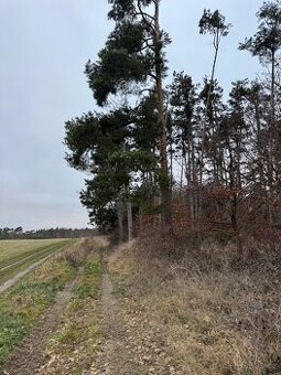 Prodej lesních pozemků k.ú. Vinařice u Týnce nad Labem
