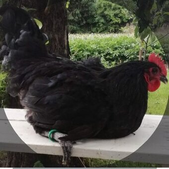 NV Australka velká černá