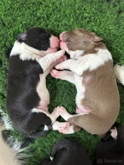 Border kolie štěně s PP