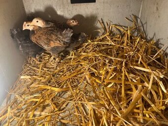 Kuřata Araukana křížená