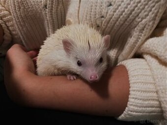 Ježek bělobřichý