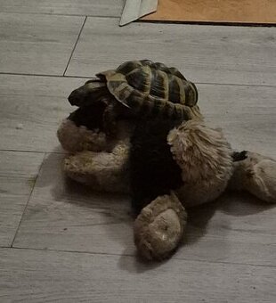 želva zelenavá (Testudo hermanni)