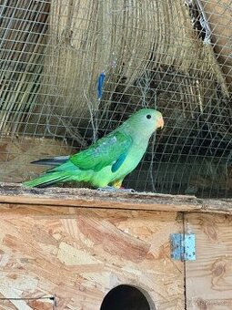 Papoušek Nádherný samice a samec