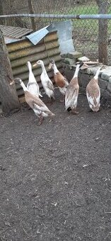 Indicky Bezec dospělí par