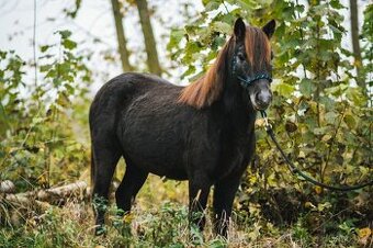Prodáme ponyho