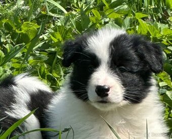 Border kolie