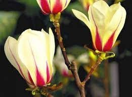 Magnolie Sunrise s dvoubarevnými květy unikát