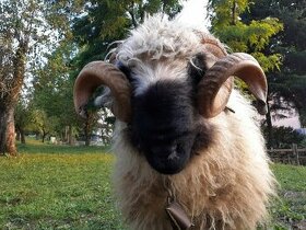 Walliserská čenonosá ovce BERÁNEK