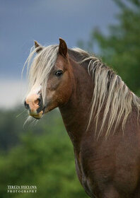 Welsh mountain pony - 1