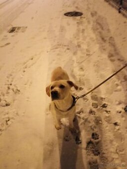 Labrador x - 1