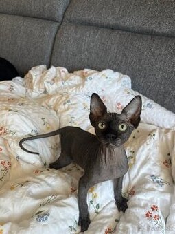 Sphynx s PP