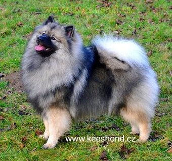 Německý vlčí špic Keeshond štěňata s PP FCI