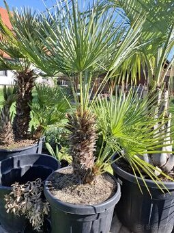 Palma chamaerops humilis