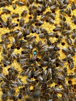 🐝 Včelí oddělky a matky F1 linie Vigor - 1