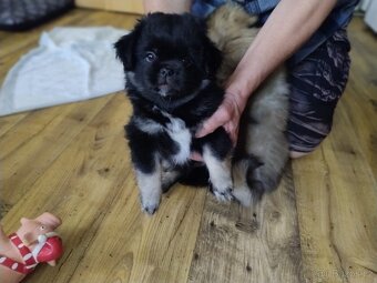Tibetský španěl