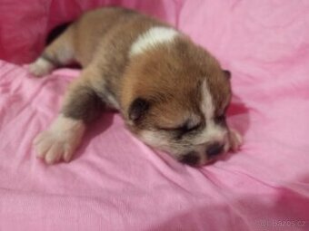 Akita inu