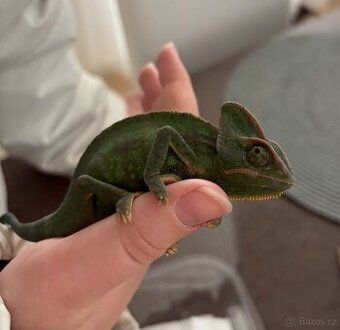 Chameleon
