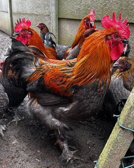 Kohouti z domácího chovu