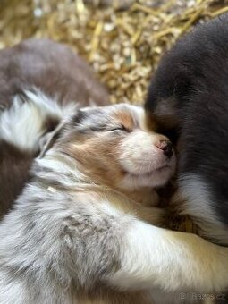 Australský ovčák štěňátka s PP