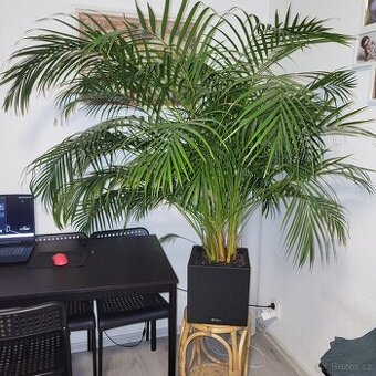 Prodám nádhernou palmu