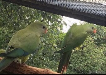 Papoušek nádherný