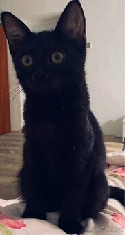 🐾 Daruji kočičku do dobrých rukou 🐾