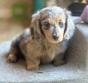 Zdravá štěňata jezevčíka hledají domov.