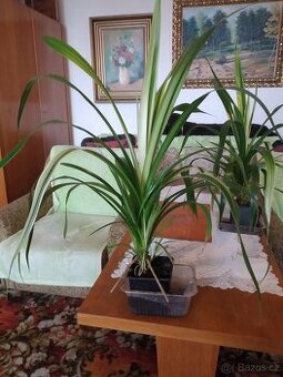 Dekorativní pandanus