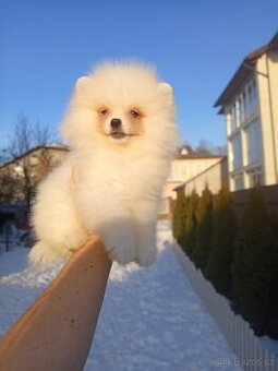 Pomeranian śpic