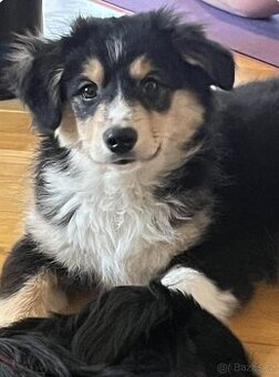 Miniaturní americký ovčák - fenecky s PP