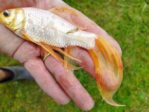 Barevné ryby do jezírka