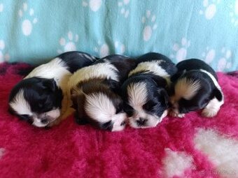 Shih-tzu