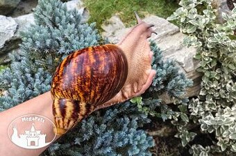 Africký šnek / megapets.eu / Archachatina marginata ovum XXL