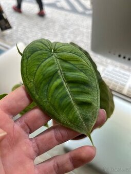 Syngonium s terakotovým květináčem