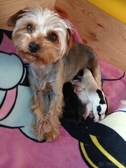 Prodám štěňátka Yorkshire terrier bez pp