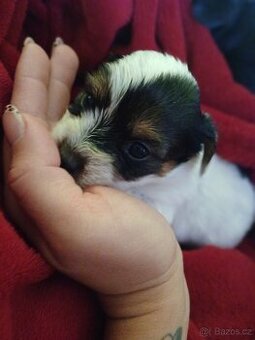 Prodám štěňátka Yorkshire terrier bez pp