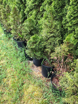 Thuja occidentalis Smaragd