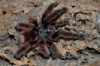 Avicularia aj.