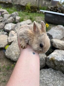 Králíčata beránek + teddy