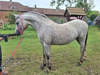 Prodám 2 letou welsh mountain pony