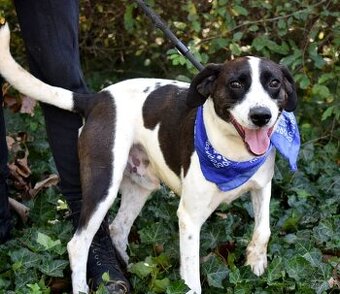 AKTY K ADOPCI - 6,5 ROKU,AKTIVNÍ,HRAVÝ,KAMARÁDSKÝ - 1