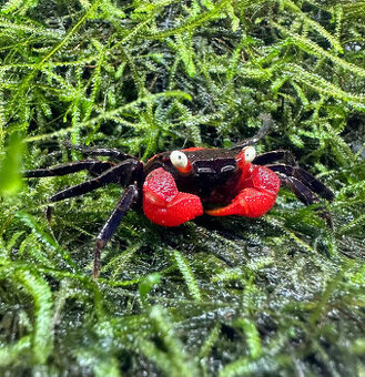 Geosesarma Hagen (Red Devil) - 1