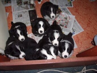 Border kolie / collie štěňata s PP (FCI)