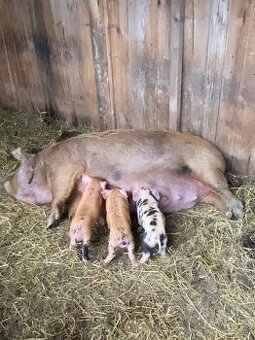 Kune Kune