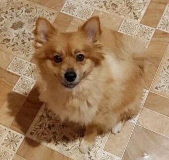 Pomerania