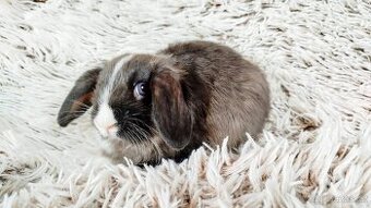 Zakrslý beránek, králíček, králík - TEA