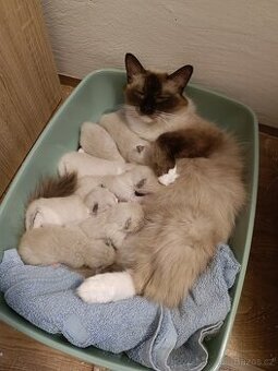 Ragdoll čistokrevná koťata bez papírů