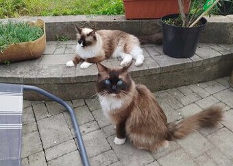 Ragdoll - krytí